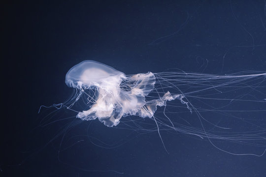 sea nettle jellyfish with long tails