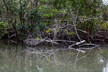 Forest of Mangroves in Tung Prong Thong or Golden Mangrove Field at Estuary Pra Sae, Rayong, Thailand