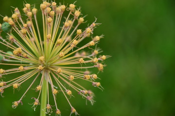 Allium Dried