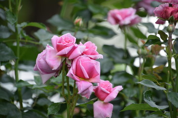 Pink Climber
