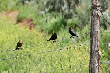 Gossiping post