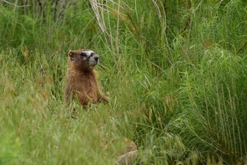 Ground hog day