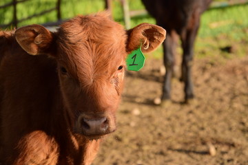 Baby Cow