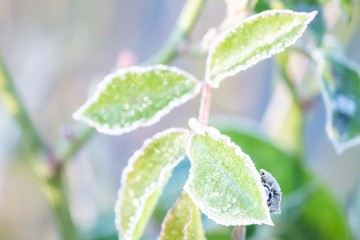 Frozen plants covered in ice frost in winter nature garden