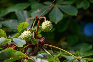 Obraz premium Chestnut tree in summer:young conkers and foliage 