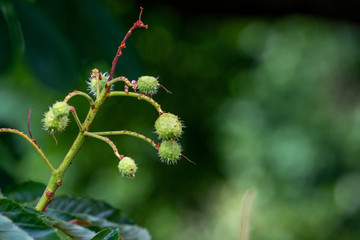 Chestnut tree in summer:young conkers and foliage	