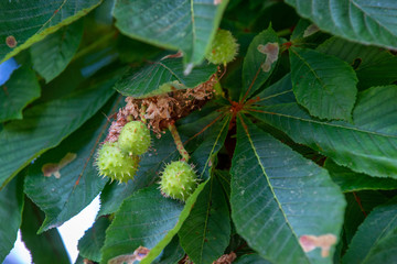 Chestnut tree in summer:young conkers and foliage	