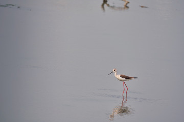 細くて美しいピンク色の脚を持つ水鳥、セイタカシギ