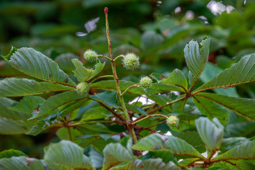 Chestnut tree in summer:young conkers and foliage	