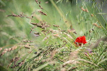 Poppy flowers in the field, soft focus, shallow depth of field