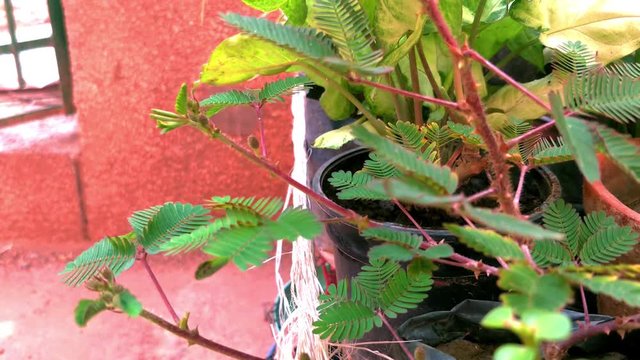 Leaf of touch me not plant been touched by a fingers and the leaves automatically shrinking because of its sensitive nature