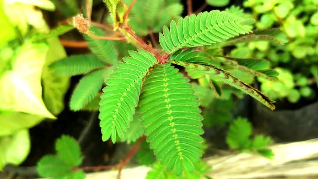 Leaf of touch me not plant been touched by a fingers and the leaves automatically shrinking because of its sensitive nature