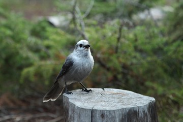 Canada Jay (Perisoreus canadensis) bird on a stump in Yellowstone National Park, Wyoming