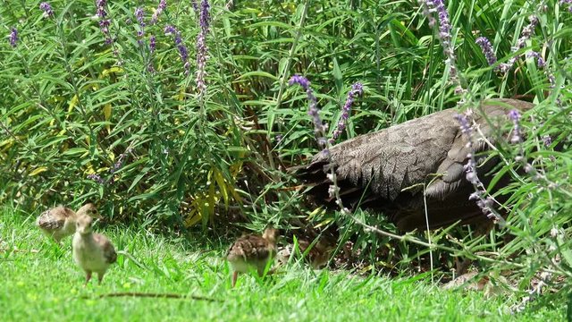 Female Peacock walking around with her babies