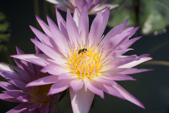 purple nymphae water lily 