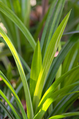  grass on green background