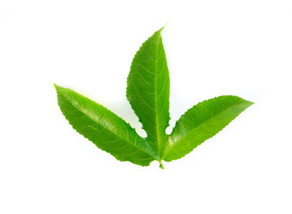 Green passion fruit leaf isolated on white background