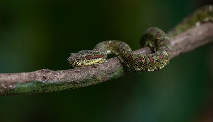 Eyelash Viper on tree in Costa Rica