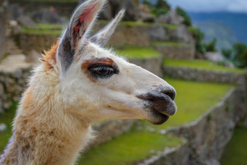 A llama in Macchu Picchu ruins