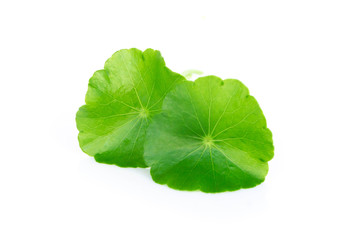 Closeup leaf of Gotu kola, Asiatic pennywort, Indian pennywort on white background, herb and medical concept, selective focus