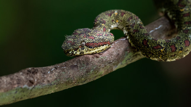 Head of an Eyelash Viper on tree in Costa RIca