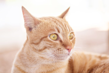 Naklejka premium Close up of ginger cat looking something, cute pets