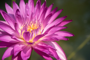 purple nymphae water lily 