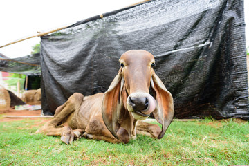 Brown cow sticking tongue out and lying down on the grass, free range livestock in Thailand