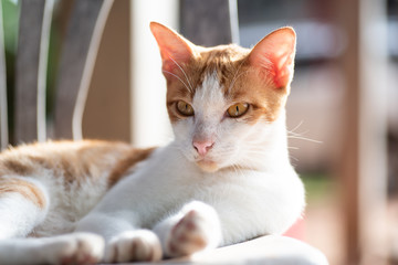 Cute cat sitting and lying down on the chair, pet at home