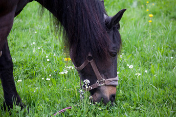 Naklejka na ściany i meble Pferd frisst Gras auf der koppel. schwarzes Pferd mit der Nase in der grünen Wiese