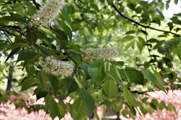 ウワミズザクラ