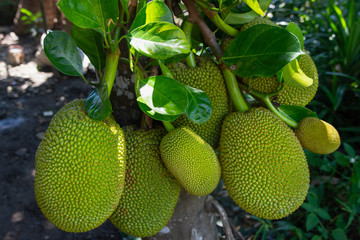 green jackfruit on the tree
