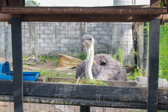 Avestruz comendo ra&ccedil;ao em fazenda