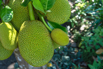 green jackfruit on the tree