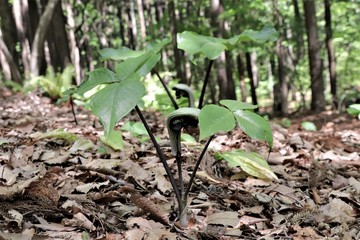 ムサシアブミ