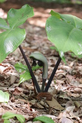 ムサシアブミ
