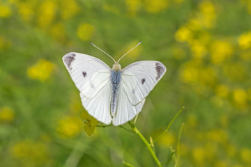 white cabbage butterfly sitting on wild yellow flowers