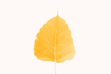 yellow leaf isolated on white background