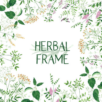 Watercolor herbal frame. Culinary and medicinal herbs. Hand drawn botanical illustration