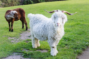 The Angora goat is a breed of domesticated goat, historically known as Angora. Angora goats produce the lustrous fibre known as Mohair.