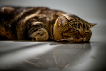 cute cat sleeping perfect dream cat