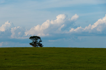 Obraz na płótnie Canvas lonely tree on the plain