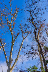 Bare tree branches against the blue sky in the park of Maria Luisa.Seville. Andalusia. Spain