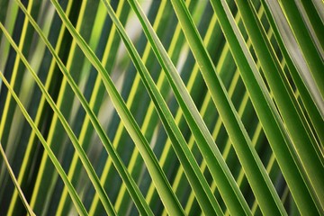 coconut leaf pattern