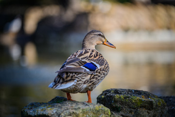 Duck on a blurred natural background in the park of Mary Louise. Seville. Andalusia. Spain