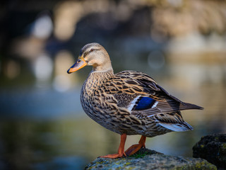 Duck on a blurred natural background in the park of Mary Louise. Seville. Andalusia. Spain