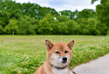 柴犬・新緑・自然