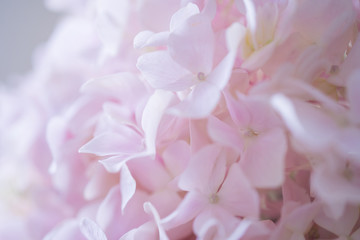 closeup pink Hydrangea flower 