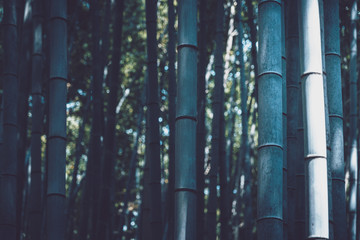 Obraz premium Sagano Bamboo Forest in Arashiyama