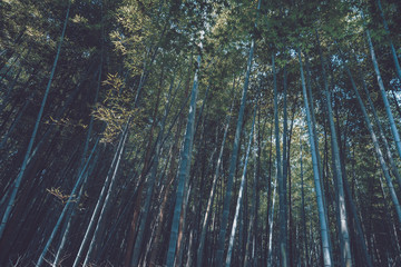 Sagano Bamboo Forest in Arashiyama
